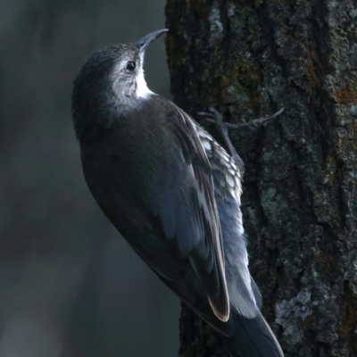 Cormobates leucophaea (White-throated Treecreeper) at Mount Ainslie - 14 Oct 2021 by jbromilow50