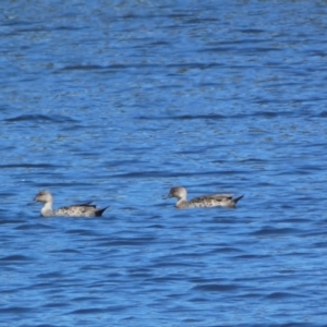 Anas gracilis at Pejar, NSW - 17 Oct 2021