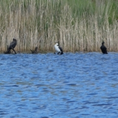 Microcarbo melanoleucos (Little Pied Cormorant) at Woodhouselee, NSW - 17 Oct 2021 by Steve_Bok