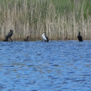 Microcarbo melanoleucos at Woodhouselee, NSW - 17 Oct 2021