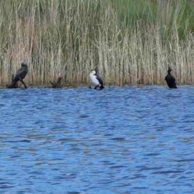 Microcarbo melanoleucos (Little Pied Cormorant) at Woodhouselee, NSW - 17 Oct 2021 by Steve_Bok