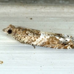 Crocidosema plebejana (Cotton Tipworm Moth) at Ainslie, ACT - 1 Sep 2021 by jbromilow50