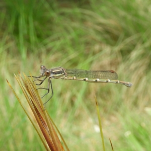 Austrolestes leda at Kambah, ACT - 16 Oct 2021 01:14 PM