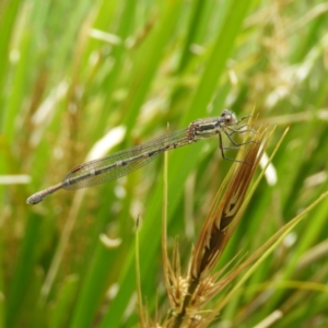 Austrolestes leda at Kambah, ACT - 16 Oct 2021