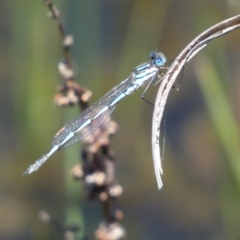 Austrolestes annulosus (Blue Ringtail) at Pejar, NSW - 17 Oct 2021 by Steve_Bok