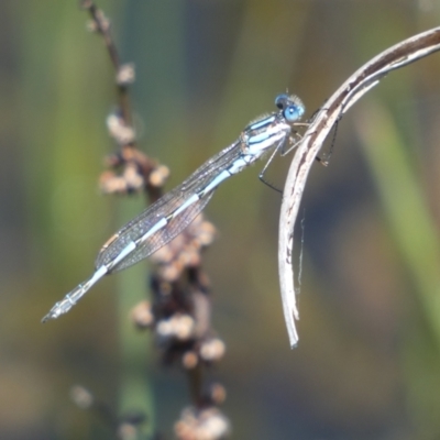 Austrolestes annulosus (Blue Ringtail) at Pejar, NSW - 17 Oct 2021 by SteveBorkowskis