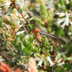 Harpobittacus australis at Kambah, ACT - 16 Oct 2021