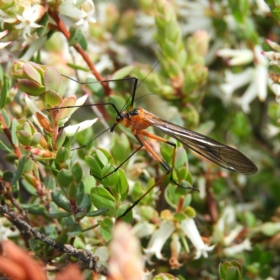 Harpobittacus australis (Hangingfly) at Mount Taylor - 15 Oct 2021 by MatthewFrawley
