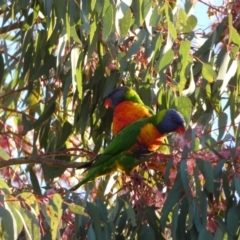 Trichoglossus moluccanus (Rainbow Lorikeet) at Jerrabomberra, NSW - 17 Oct 2021 by SteveBorkowskis