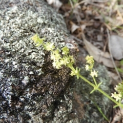 Galium gaudichaudii subsp. gaudichaudii (Rough Bedstraw) at Kambah, ACT - 16 Oct 2021 by MatthewFrawley