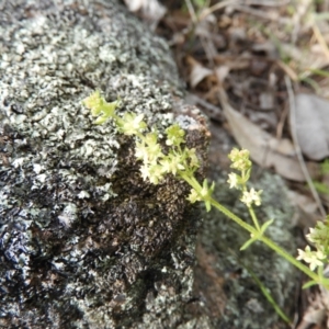 Galium gaudichaudii subsp. gaudichaudii at Kambah, ACT - 16 Oct 2021 09:58 AM