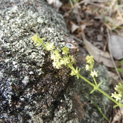 Galium gaudichaudii subsp. gaudichaudii (Rough Bedstraw) at Kambah, ACT - 15 Oct 2021 by MatthewFrawley