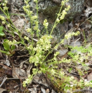 Galium gaudichaudii subsp. gaudichaudii at Kambah, ACT - 16 Oct 2021 09:58 AM