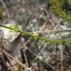 Galium gaudichaudii subsp. gaudichaudii at Kambah, ACT - 16 Oct 2021 09:58 AM