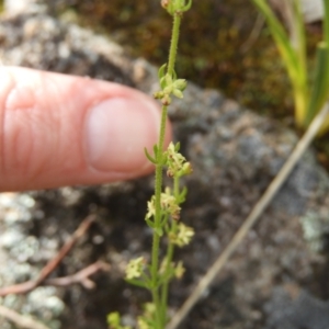 Galium gaudichaudii subsp. gaudichaudii at Kambah, ACT - 16 Oct 2021