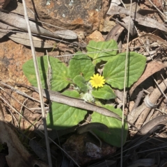 Cymbonotus sp. (preissianus or lawsonianus) (Bears Ears) at Mount Ainslie - 25 Sep 2021 by dhaagun