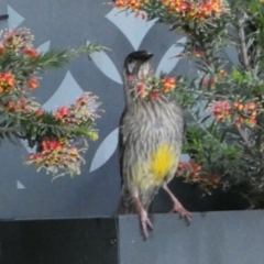 Anthochaera carunculata (Red Wattlebird) at Jerrabomberra, NSW - 17 Oct 2021 by SteveBorkowskis