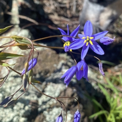 Stypandra glauca (Nodding Blue Lily) at Mount Ainslie - 25 Sep 2021 by dhaagun
