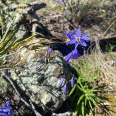 Stypandra glauca at Ainslie, ACT - 25 Sep 2021