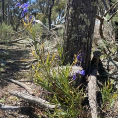 Stypandra glauca at Ainslie, ACT - 25 Sep 2021