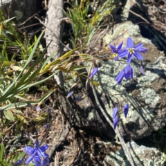 Stypandra glauca at Ainslie, ACT - 25 Sep 2021