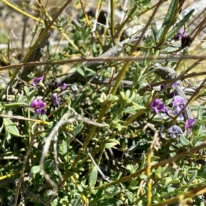 Glycine clandestina at Ainslie, ACT - 25 Sep 2021 12:22 PM