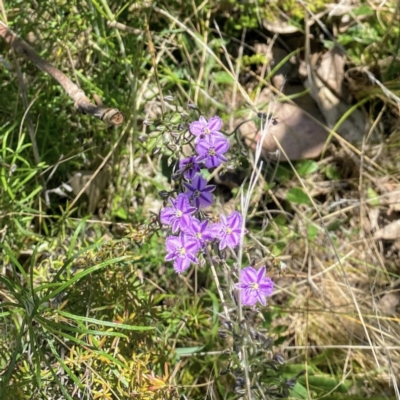 Thysanotus patersonii (Twining Fringe Lily) at Mount Ainslie - 25 Sep 2021 by dhaagun