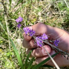 Thysanotus patersonii at Hackett, ACT - 25 Sep 2021 12:57 PM