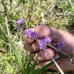 Thysanotus patersonii at Hackett, ACT - 25 Sep 2021 12:57 PM