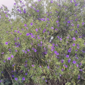 Solanum linearifolium at Duffy, ACT - 5 Oct 2021