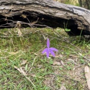 Glossodia major at Cotter River, ACT - 16 Oct 2021