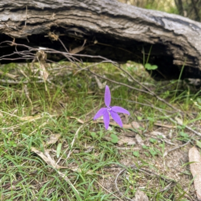 Glossodia major (Wax Lip Orchid) at Lower Cotter Catchment - 16 Oct 2021 by dhaagun