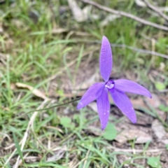 Glossodia major at Cotter River, ACT - 16 Oct 2021