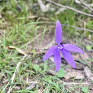 Glossodia major at Cotter River, ACT - 16 Oct 2021