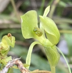 Chiloglottis trapeziformis (Diamond Ant Orchid) at Jerrabomberra, NSW - 16 Oct 2021 by AnneG1