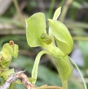 Chiloglottis trapeziformis at Jerrabomberra, NSW - 16 Oct 2021