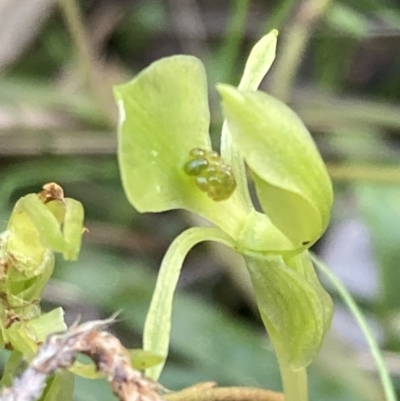 Chiloglottis trapeziformis (Diamond Ant Orchid) at Mount Jerrabomberra - 16 Oct 2021 by AnneG1
