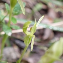 Chiloglottis trapeziformis at Jerrabomberra, NSW - 16 Oct 2021