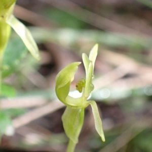 Chiloglottis trapeziformis at Jerrabomberra, NSW - 16 Oct 2021