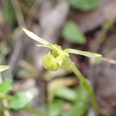 Chiloglottis trapeziformis at Jerrabomberra, NSW - suppressed