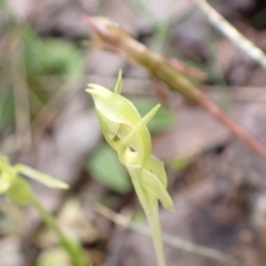 Chiloglottis trapeziformis at Jerrabomberra, NSW - 16 Oct 2021