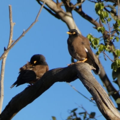 Acridotheres tristis (Common Myna) at Jerrabomberra, NSW - 17 Oct 2021 by SteveBorkowskis