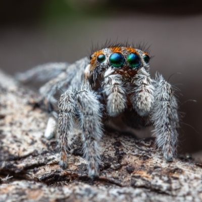 Maratus calcitrans (Kicking peacock spider) at Black Mountain - 17 Oct 2021 by Boagshoags