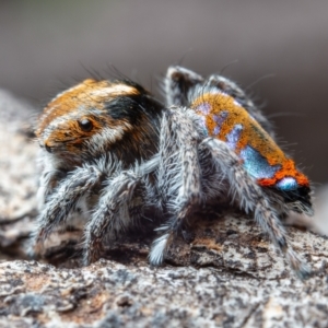 Maratus calcitrans at Aranda, ACT - suppressed