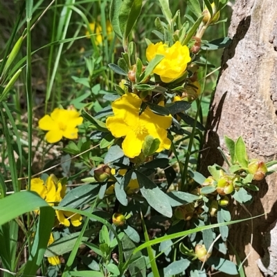 Hibbertia obtusifolia (Grey Guinea-flower) at Felltimber Creek NCR - 17 Oct 2021 by erika