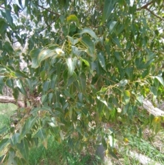 Brachychiton populneus (Kurrajong) at Felltimber Creek NCR - 17 Oct 2021 by erika