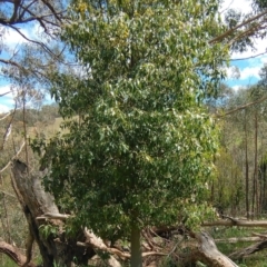 Brachychiton populneus at West Wodonga, VIC - 17 Oct 2021 01:19 PM