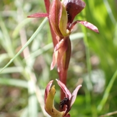 Chiloglottis trapeziformis (Diamond Ant Orchid) at Mount Jerrabomberra QP - 16 Oct 2021 by AnneG1