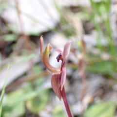 Chiloglottis trapeziformis at Jerrabomberra, NSW - suppressed