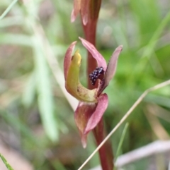 Chiloglottis trapeziformis at Jerrabomberra, NSW - 16 Oct 2021